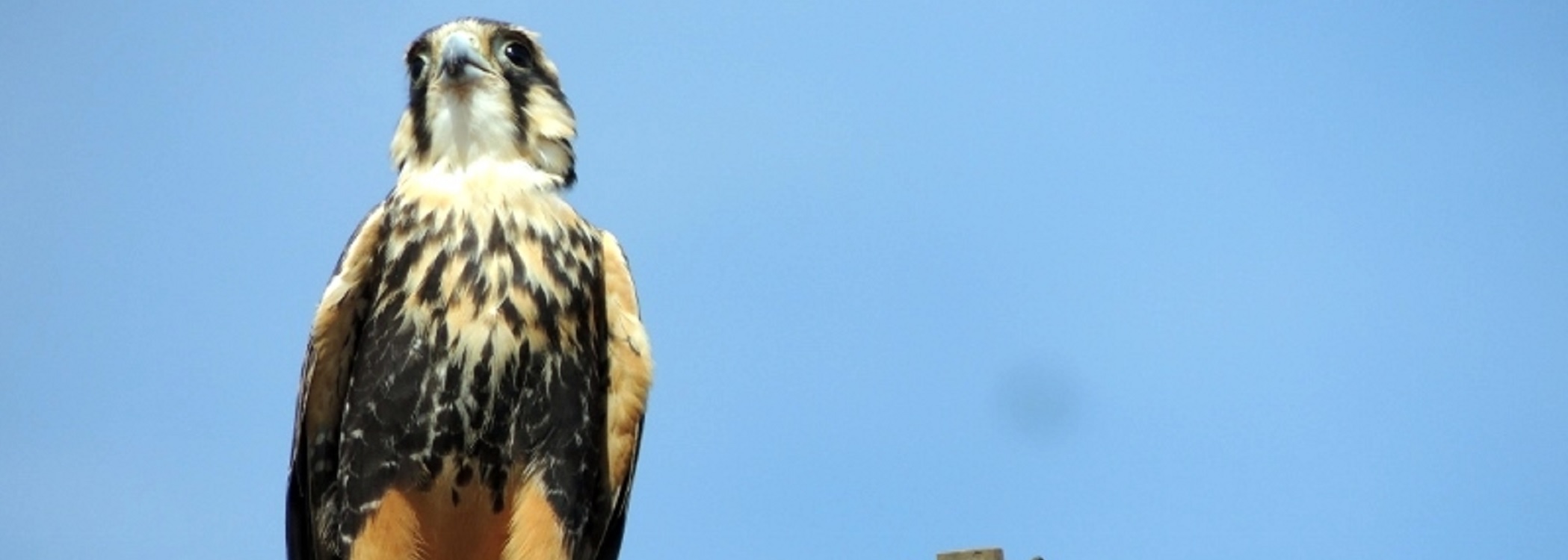 Leia mais sobre o artigo Dia Nacional de Defesa da Fauna