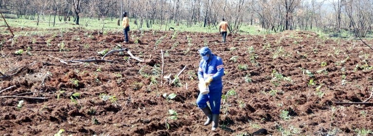Leia mais sobre o artigo Área atingida por incêndio no Parque Pinheirinho recebe mil mudas de plantas nativas